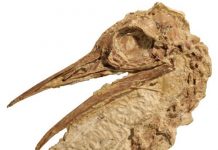 Ostrich relative lived in North America about 50 million years ago