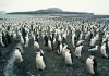 Penguin colonies at risk from erupting volcano