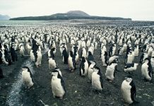 Penguin colonies at risk from erupting volcano