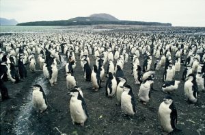 Penguin colonies at risk-GeologyPage