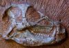 Researchers scan most complete heterodontosaurus skeleton ever found