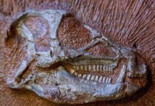 Researchers scan most complete heterodontosaurus skeleton ever found