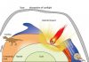 Soot may have killed off the dinosaurs and ammonites