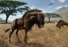 Study finds wildebeest relative, dinosaurs evolved similar bony crests on skulls