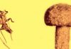 Terrified insect escapes a permanent tomb—50 million years ago