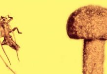 Terrified insect escapes a permanent tomb—50 million years ago