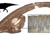 The success of the plant-eating dinosaurs