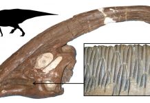The success of the plant-eating dinosaurs