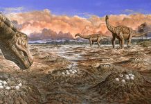 To the breaking point: Testing ideas about the evolution of long-necked sauropod dinosaurs