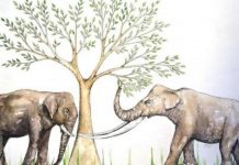 Tooth wear sheds light on the feeding habits of ancient elephant relatives