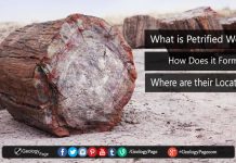 What is Petrified Wood? How Does it Form? Where are their Locations?