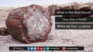 petrified-wood