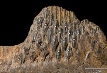 300 Teeth: Duck-billed dinosaurs would have been dentist’s dream