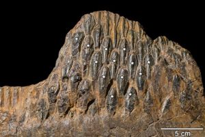 University of Toronto Mississauga researchers have shed some light on the unique teeth of duck-billed dinosaurs.