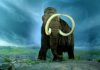A mammoth task – how do we decide which species to resurrect?