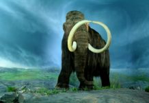 A mammoth task – how do we decide which species to resurrect?