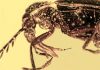 Beetles pollinated orchids millions of year ago, fossil evidence shows