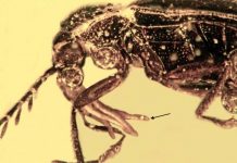 Beetles pollinated orchids millions of year ago, fossil evidence shows