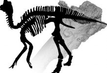 Digitally diagnosing dinosaur osteophathy