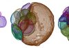 Examining embryo-like fossils from the Ediacaran Doushantuo formation, South China