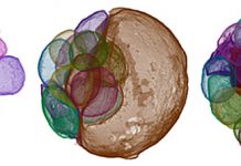 Examining embryo-like fossils from the Ediacaran Doushantuo formation, South China