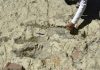 Following dinosaur footsteps in Bolivia’s fossil mecca