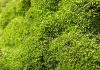 Humble moss helped create our oxygen-rich atmosphere