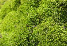 Humble moss helped create our oxygen-rich atmosphere