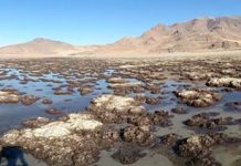 Microbial and diagenetic steps leading to the mineralisation of Great Salt Lake microbialites