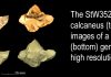 More gorilla than chimp “Fossil human shows greater similarities with gorillas than chimpanzees”