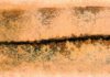 New light shed on how vertebrates see