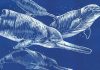 New species of extinct river dolphin discovered in Smithsonian collection