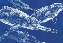 New species of extinct river dolphin discovered in Smithsonian collection