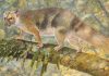 New tiny species of extinct Australian marsupial lion named after Sir David Attenborough