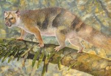 New tiny species of extinct Australian marsupial lion named after Sir David Attenborough