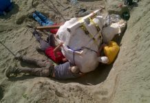 Paleontologists discover major T. rex fossil