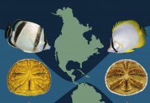 Recent connection between North and South America reaffirmed