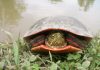 ‘Red gene’ in birds, turtles suggests dinosaurs had bird-like color vision