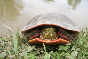 Red gene' in birds, turtles-GeologyPage