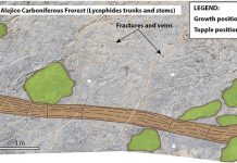 The Alejico Carboniferous Forst “3D reconstruction and preservation of a carboniferous forest”