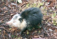 The origins of Cuban species