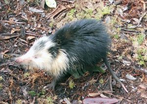 The origins of Cuban species-GeologyPage