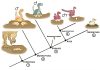 Tracing the evolution of bird reproduction