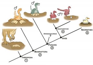 Tracing the evolution-GeologyPage