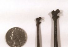 Twenty-five little bones tell a puzzling story about early primate evolution