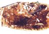 Unearthed: The cannibal sharks of a forgotten age