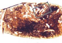 Unearthed: The cannibal sharks of a forgotten age