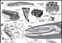 Whales in the desert?