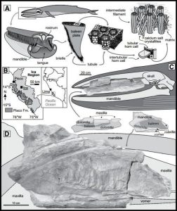 Whales in the desert-GeologyPage