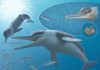 Whales’ ultrasonic hearing has surprisingly ancient history, fossilized ear shows